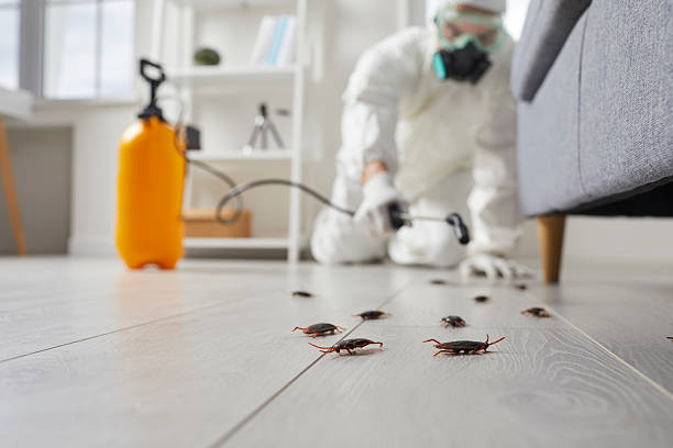 Commercial Kitchen Cockroach Control in Lynchburg